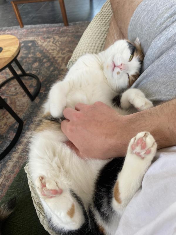 Nibbles