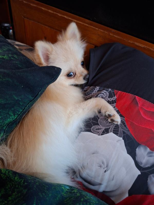 Zoe