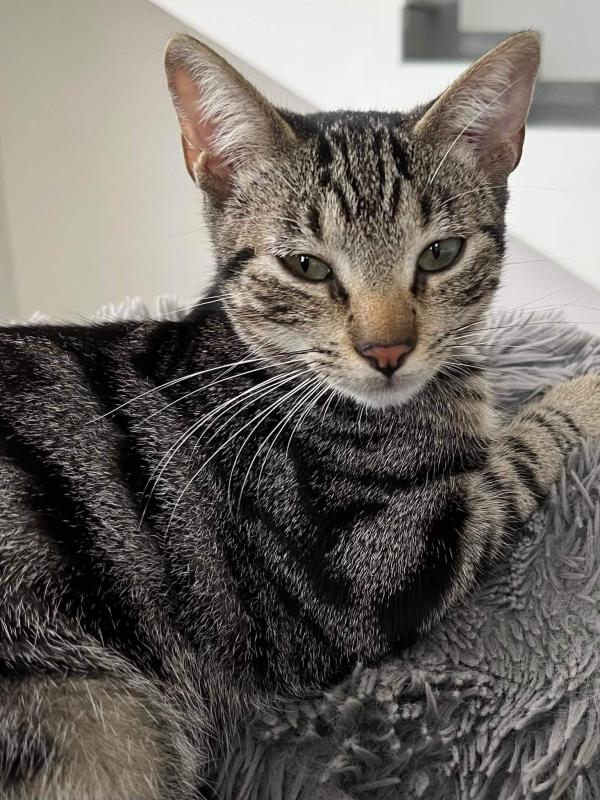 Enzo