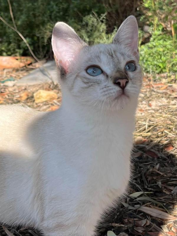 Enya