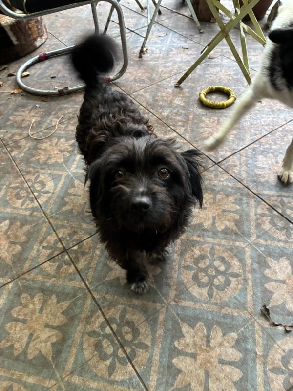 Balou