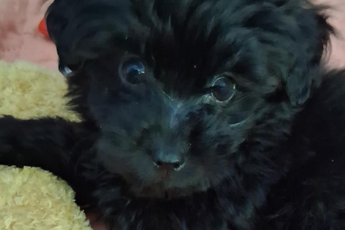 Bella