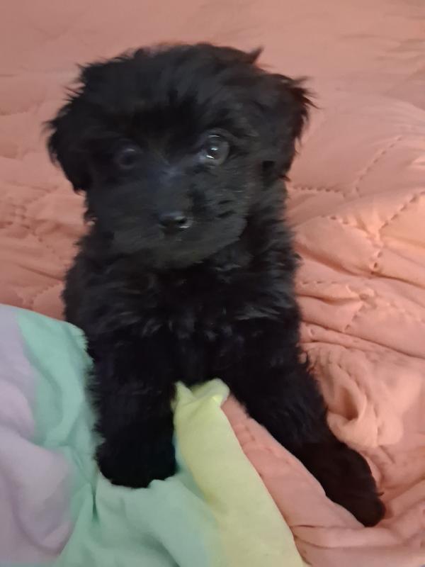 Bella
