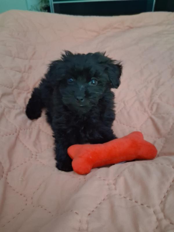 Bella