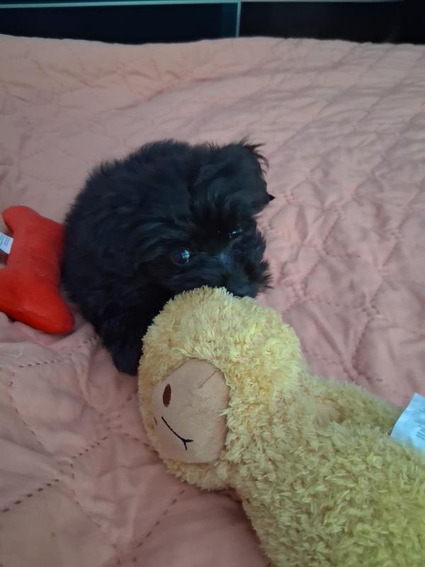 Bella