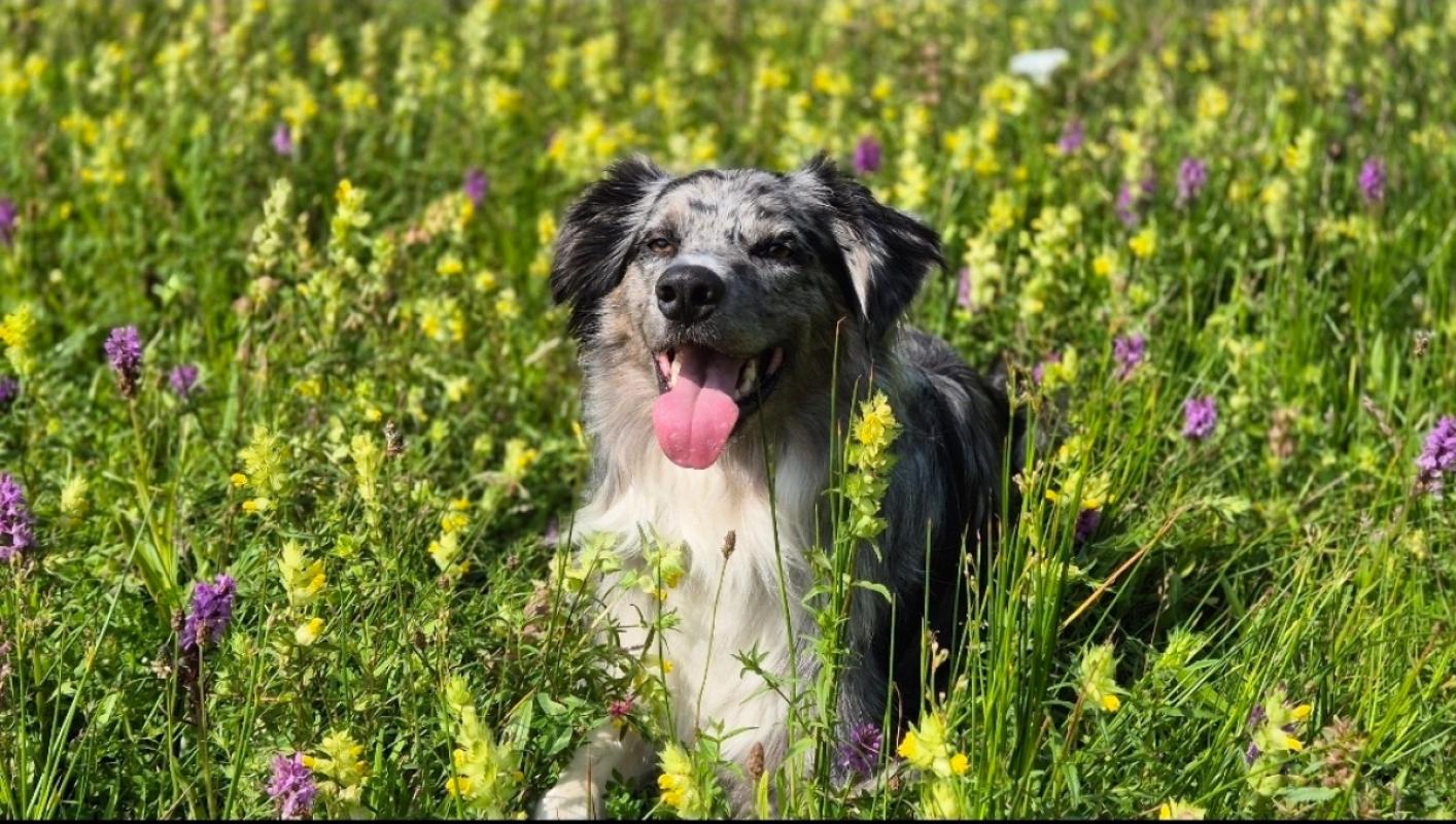 Koda