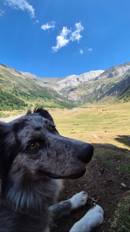 Koda