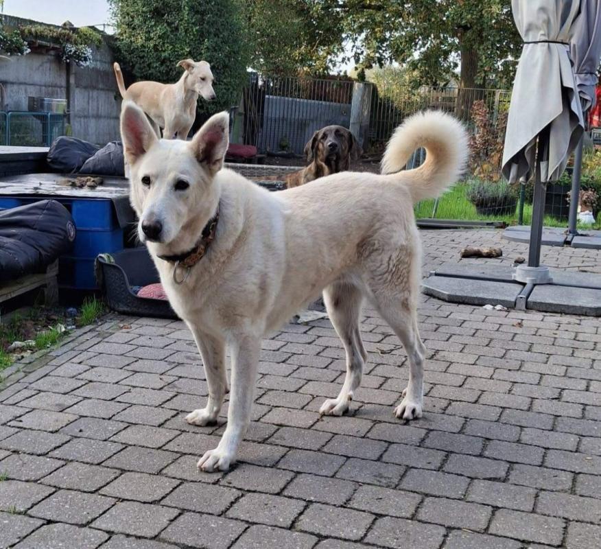 Amira