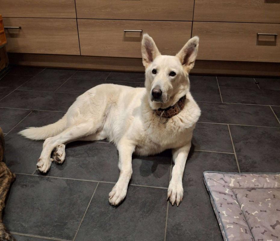 Amira