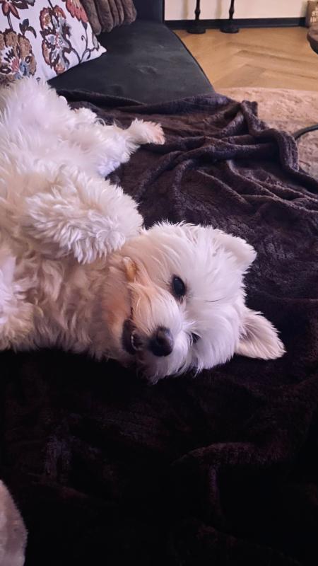 Macy