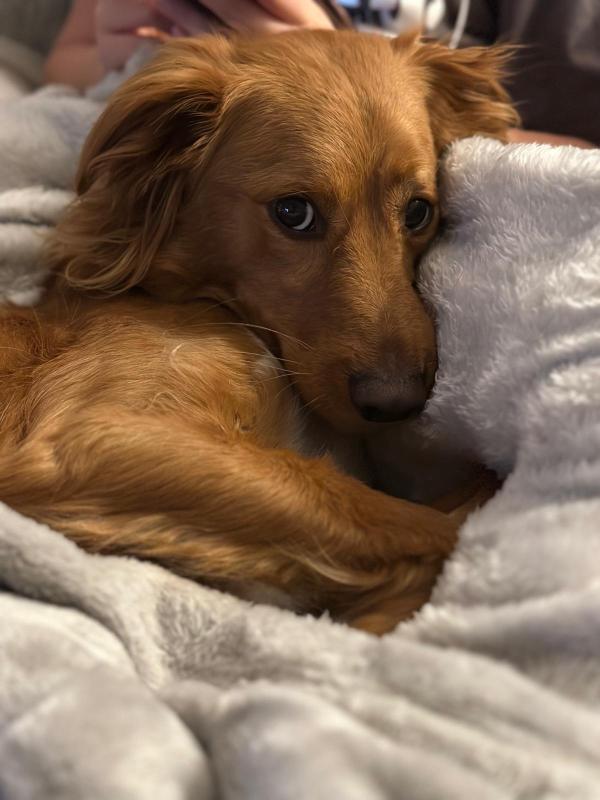 Ollie