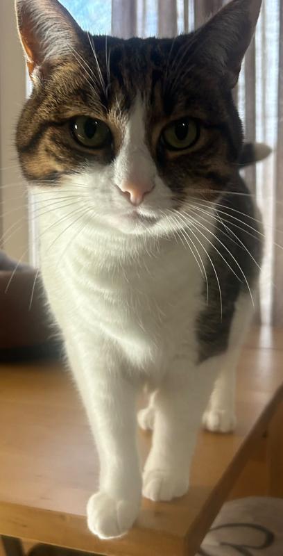 Nala
