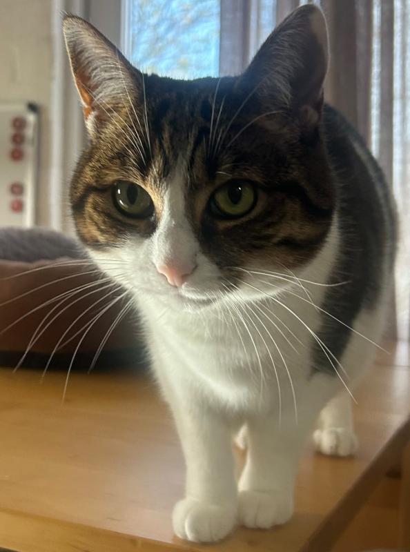 Nala