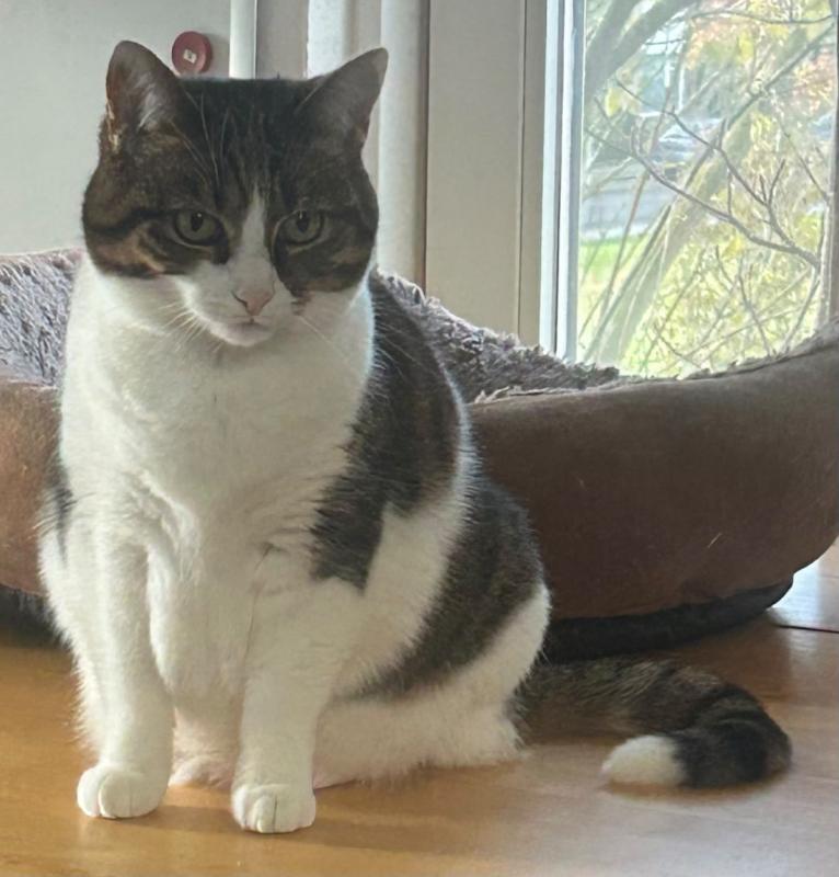 Nala