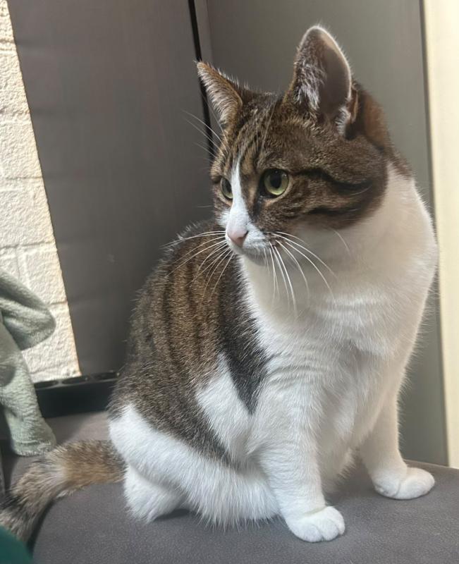 Nala