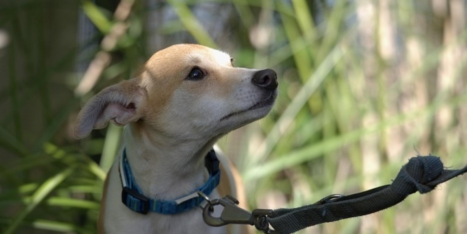 Roxy