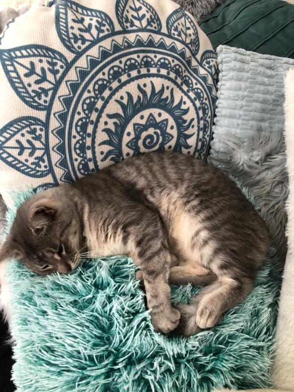 Indi