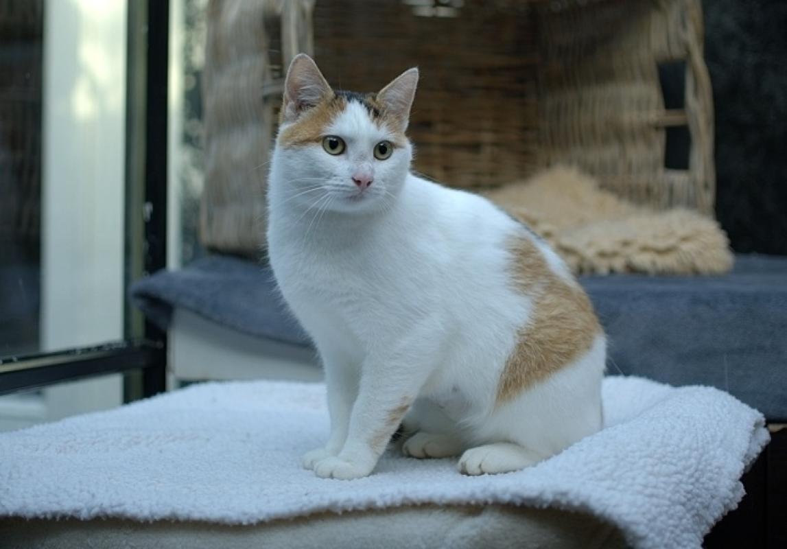 Xena