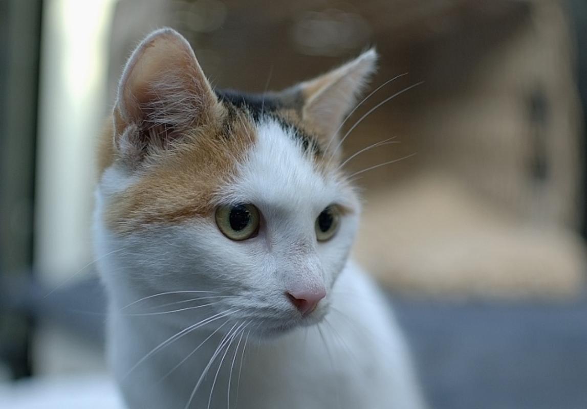 Xena