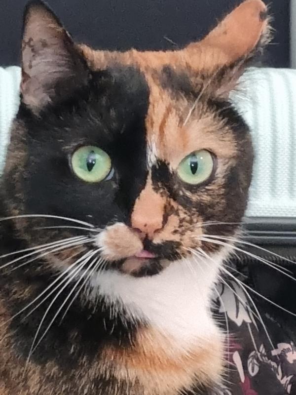 Ivy