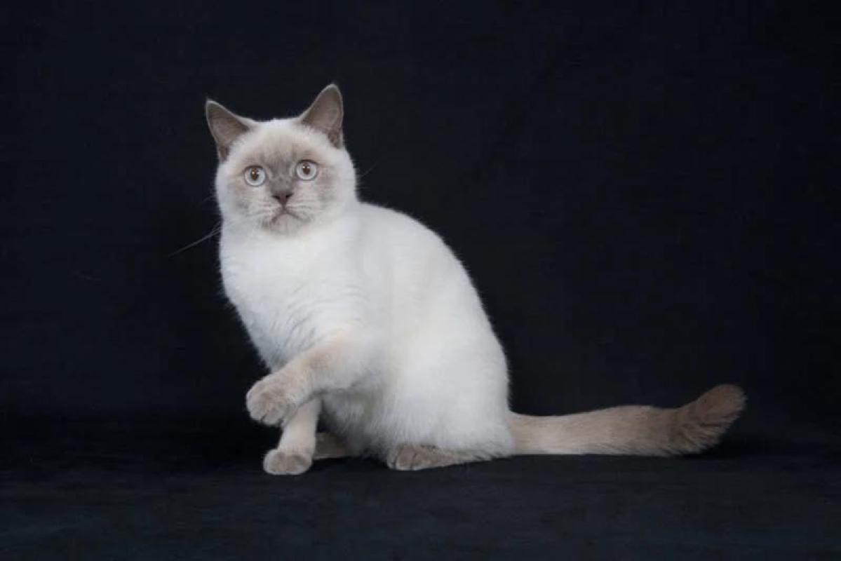 Diva