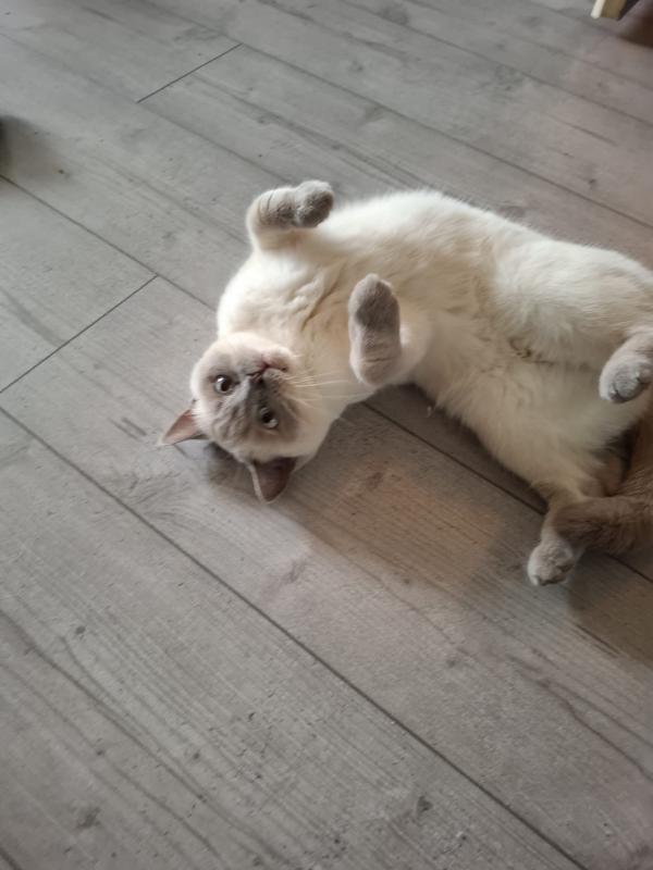 Diva