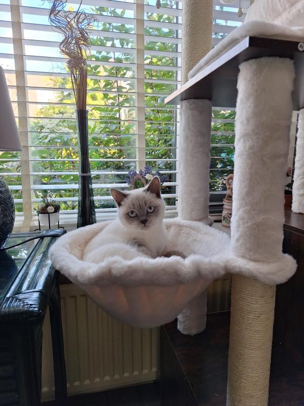 Diva