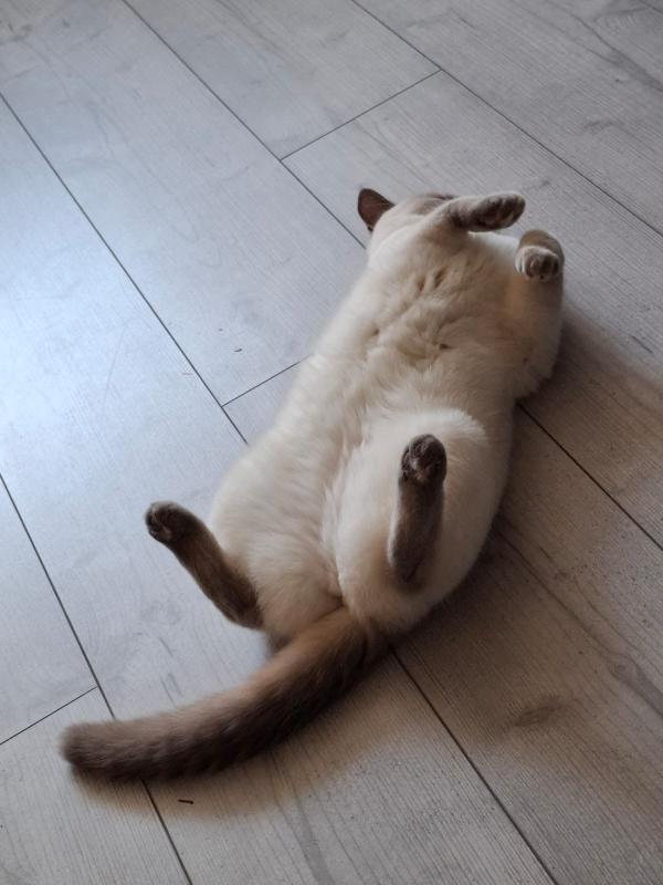 Diva