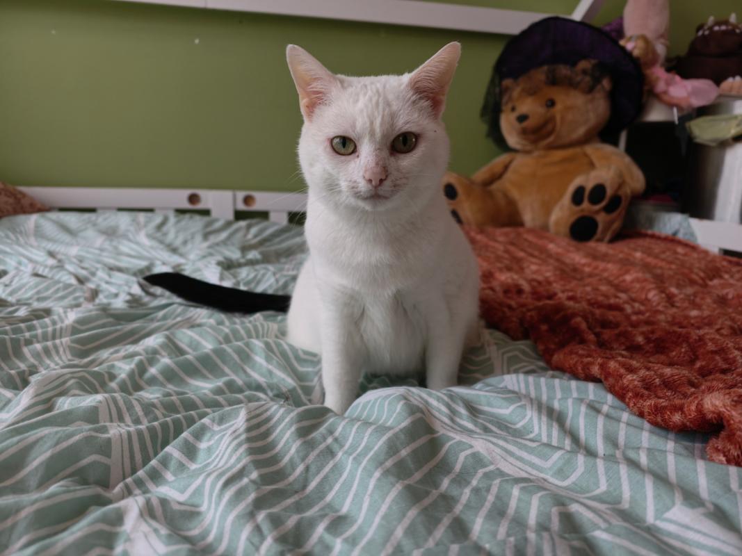 Nova