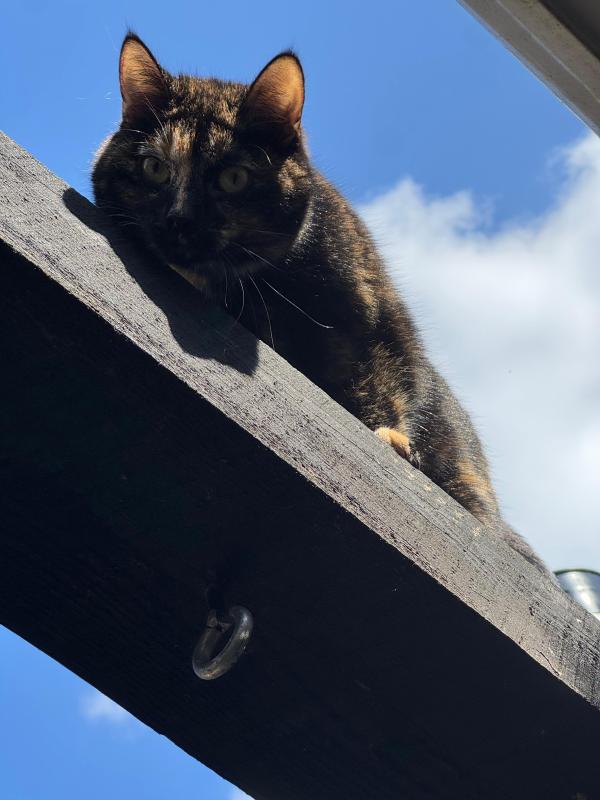 Marley
