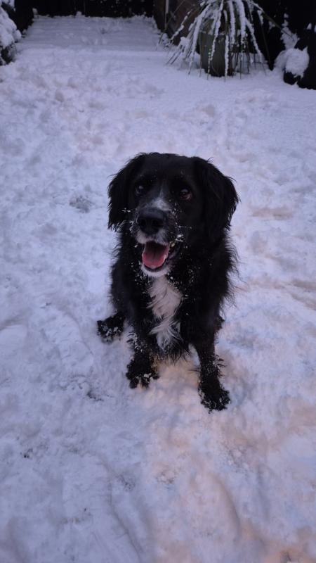 Loki