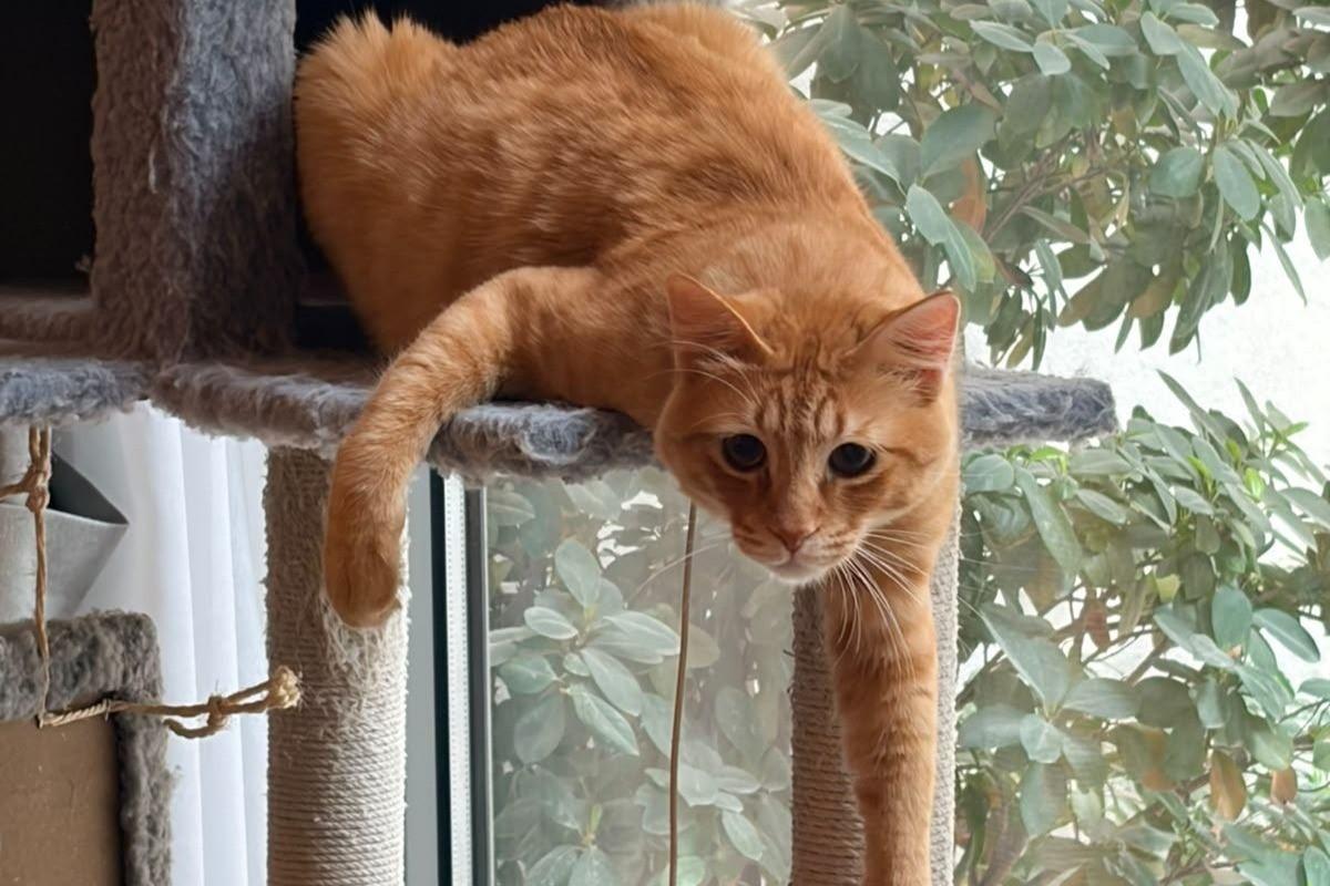 Winston