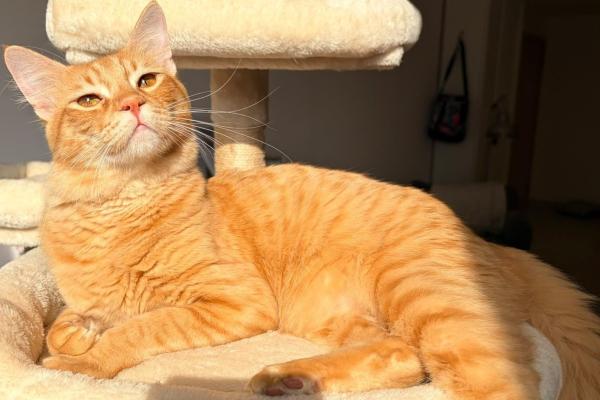 Winston