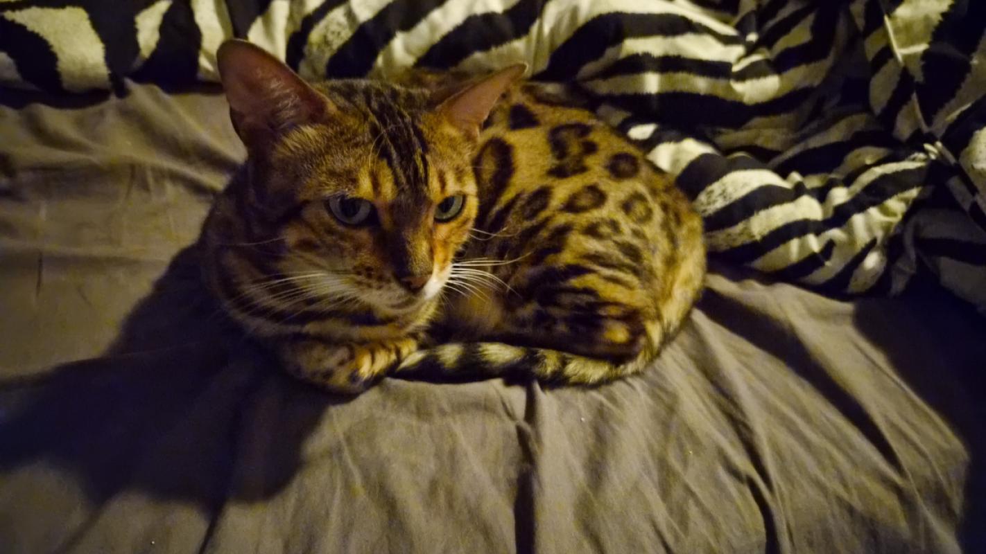 Coco