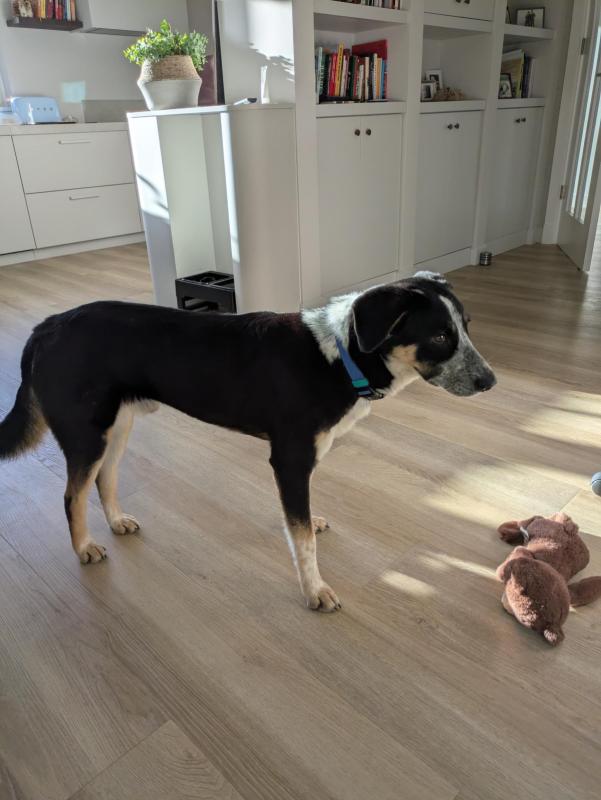 Gino