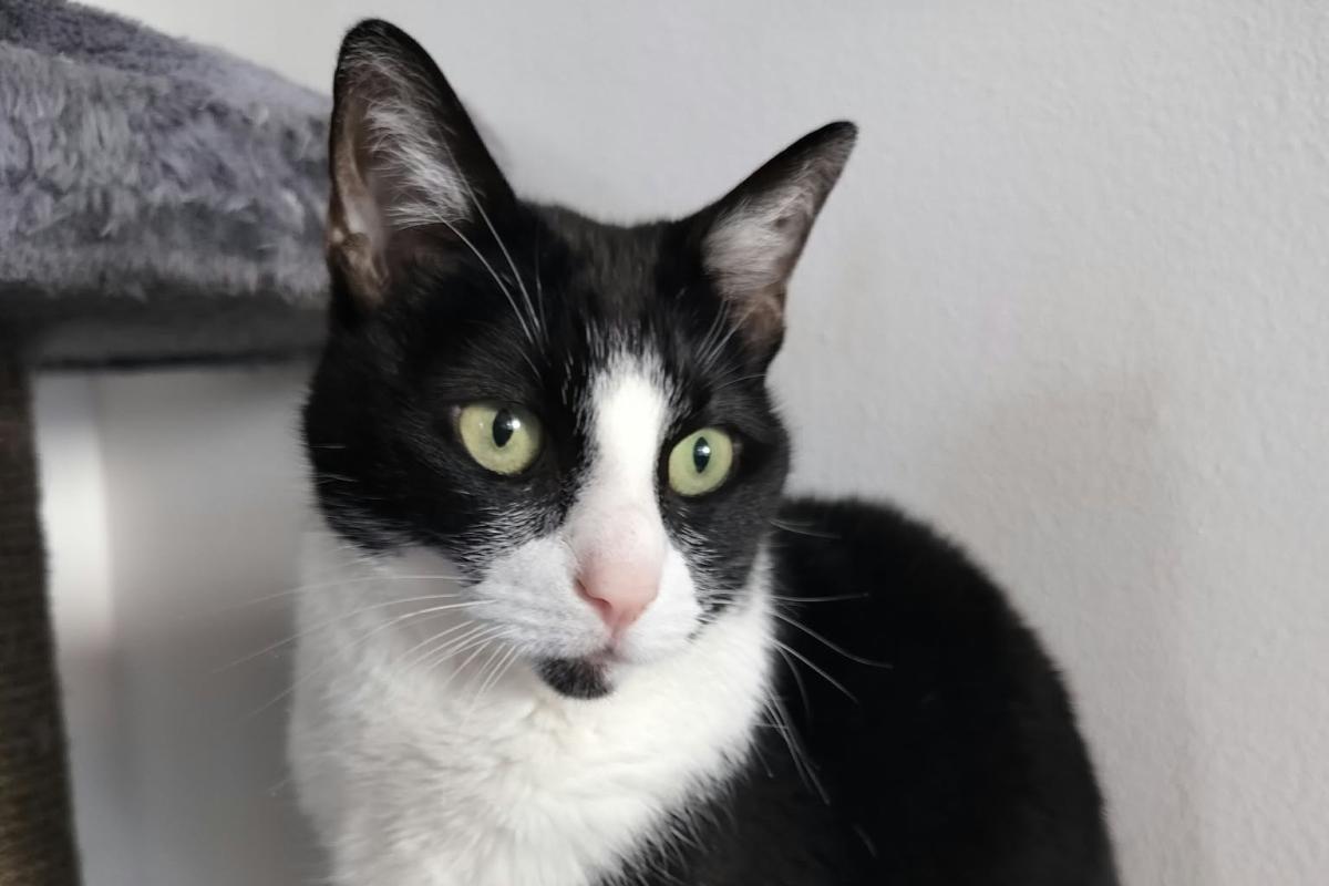 Nikè