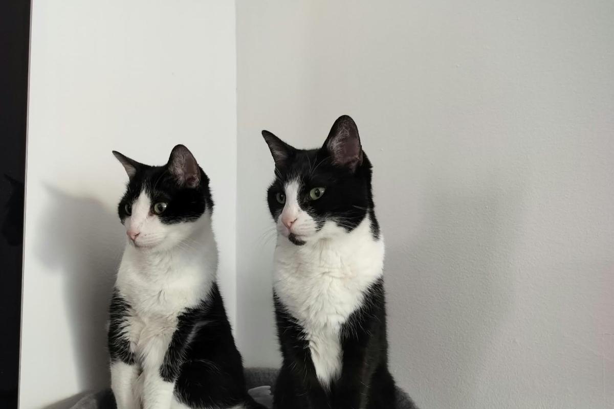 Nikè