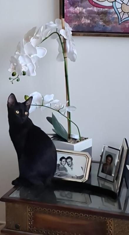 Archie