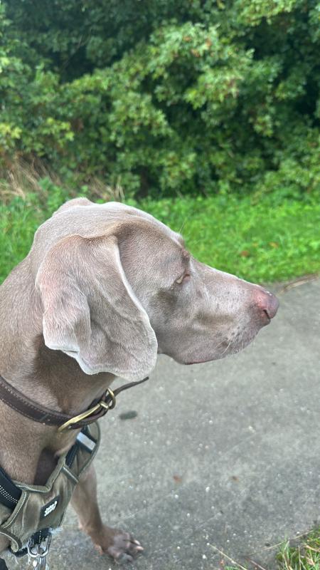 Sir George