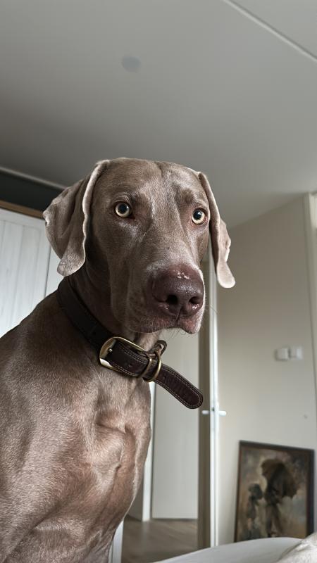 Sir George