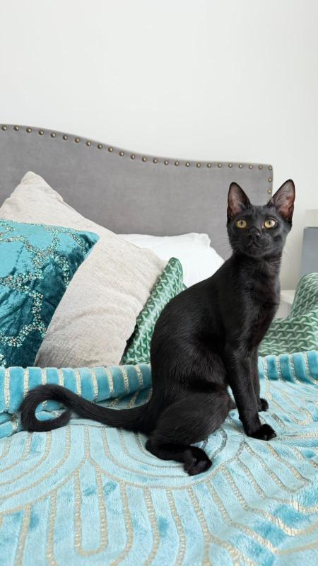 Bowie