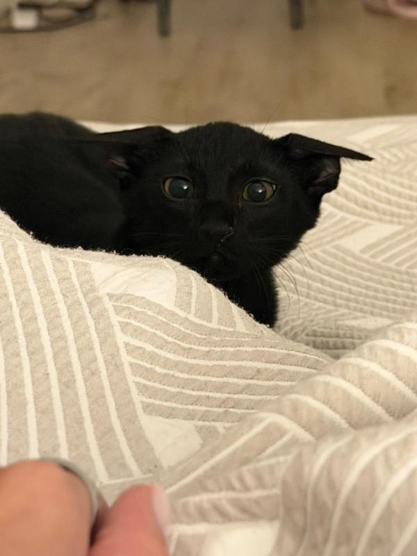 Bowie