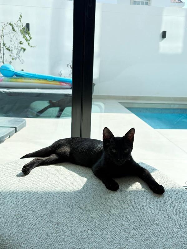 Bowie