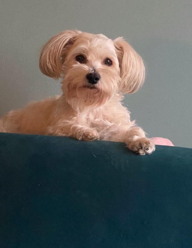 Spunky