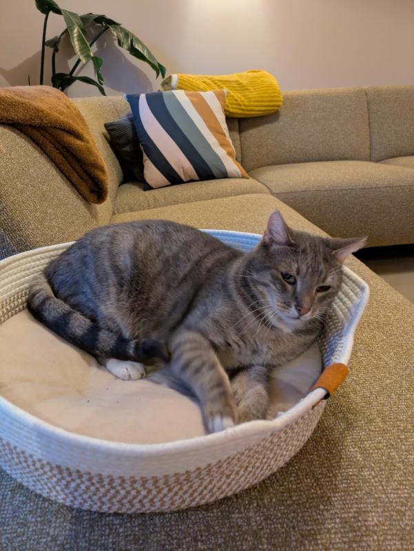 Pepper