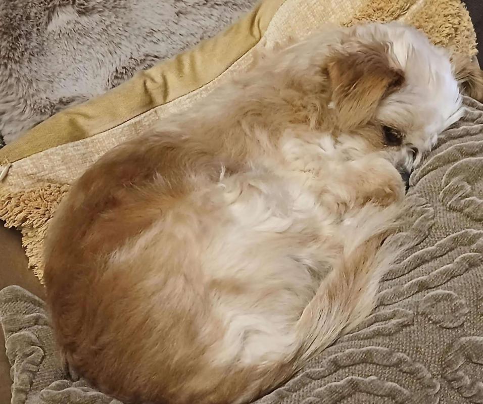 Laila