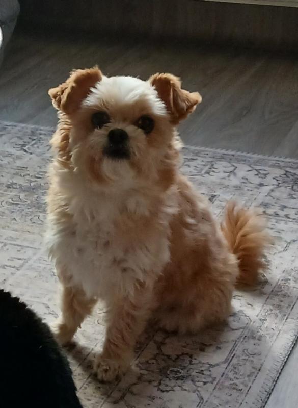 Laila
