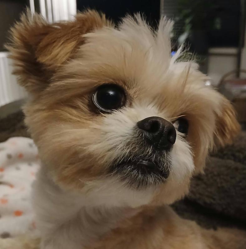 Laila