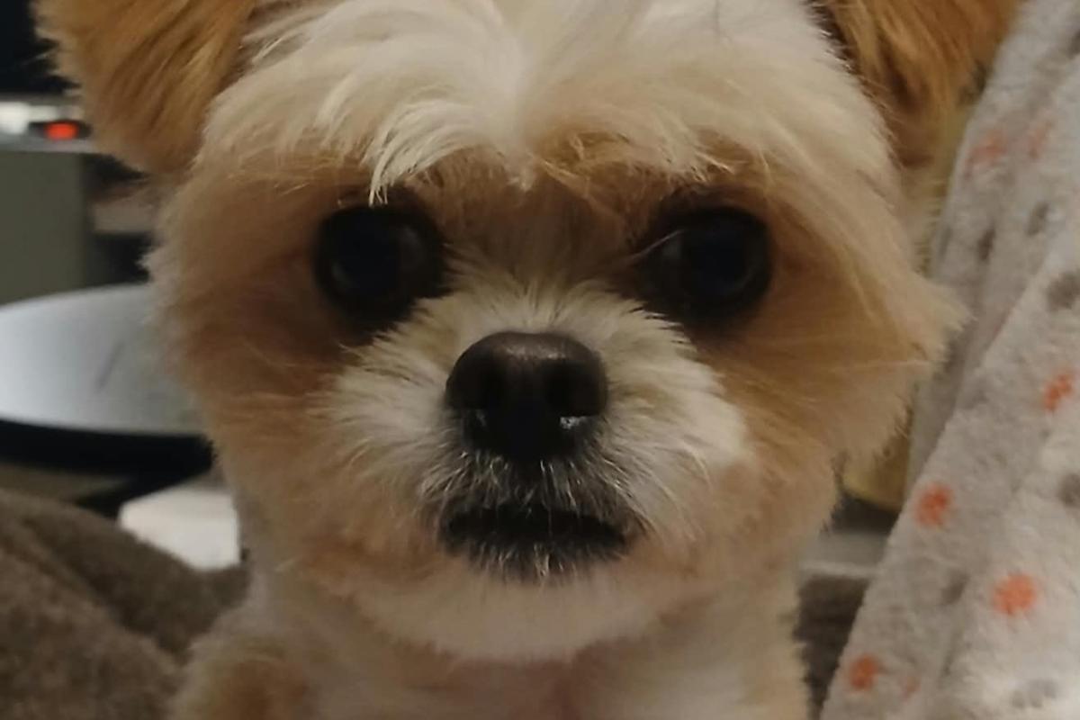 Laila