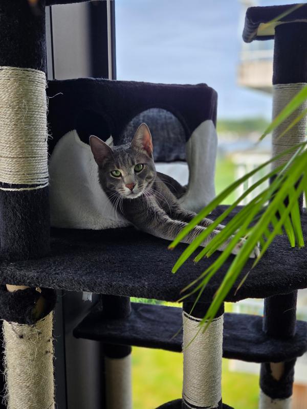 Coco